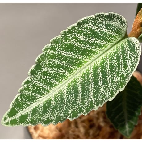 Ardisia sp. from Raub Pahang