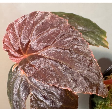 Begonia sp. from Kapuas hulu