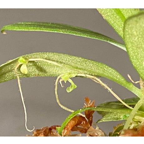Schismatoglottis sp. "初霜錦" from Murung raya [LA0515-05]