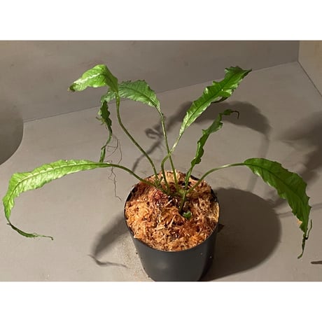 Microsorum sp. "Natuna" [Grow aquarium] ③