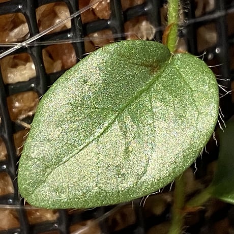 Ficus sp. from Murung raya [LA0515-05]