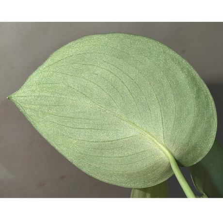 Scindapsus sp. "Silver Cloud"