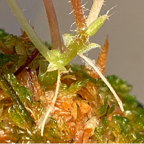 Begonia blancii