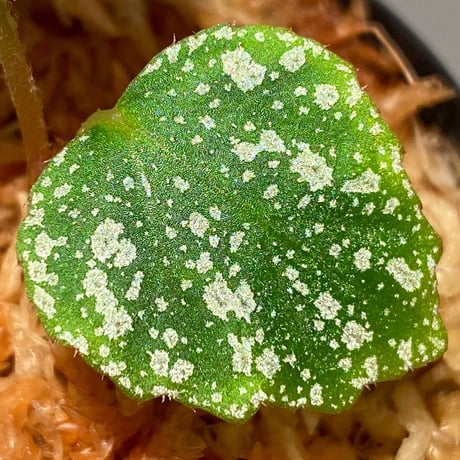 Begonia sp. from Na Hang [YH1118] TK
