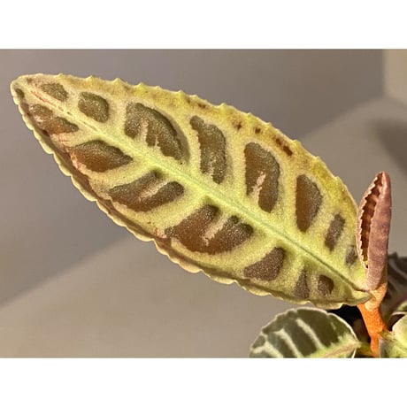 Emblemantha urnulata (Labisia sp.) from Riau sumatera [LA0815-01] ①