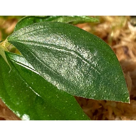 Elatostema sp. from Nopphitam [TK260915]