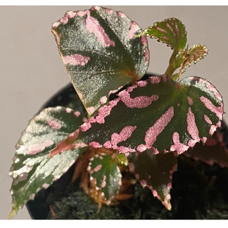 Begonia sp. ぼっち株 from Julau [R1214-01b]