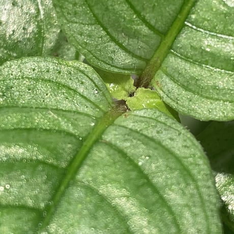 Ophiorrhiza sp. "Kayulapis" Kalimantan barat [TB]