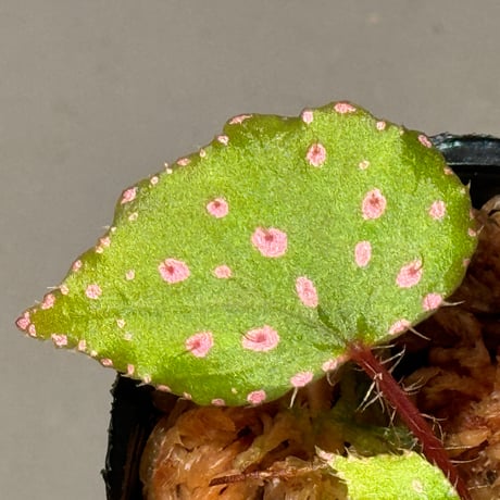Begonia sp. "Muara Wahau" Kutai timur Kalimantan timur [TB]