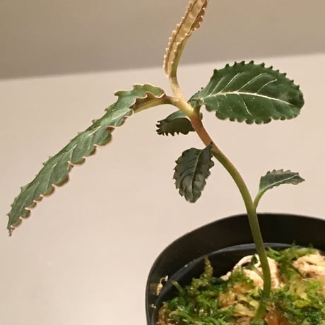 Labisia sp. (黒紫) from  Riau Sumatera