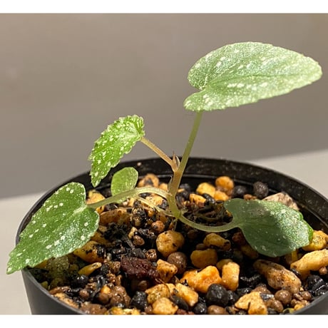 Begonia handelii var. prostrata from Viet Nam