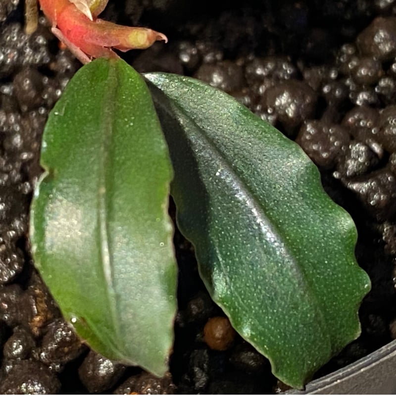 Bucephalandra sp. Bucephalandra sp.