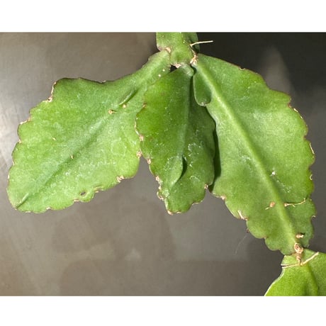 Rhipsalis elliptica from Southeast Brazil