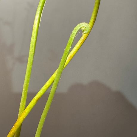 Lygodium cf. dichotomum from Myanmar