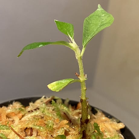 Elatostema sp. from Nopphitam [TK260915]