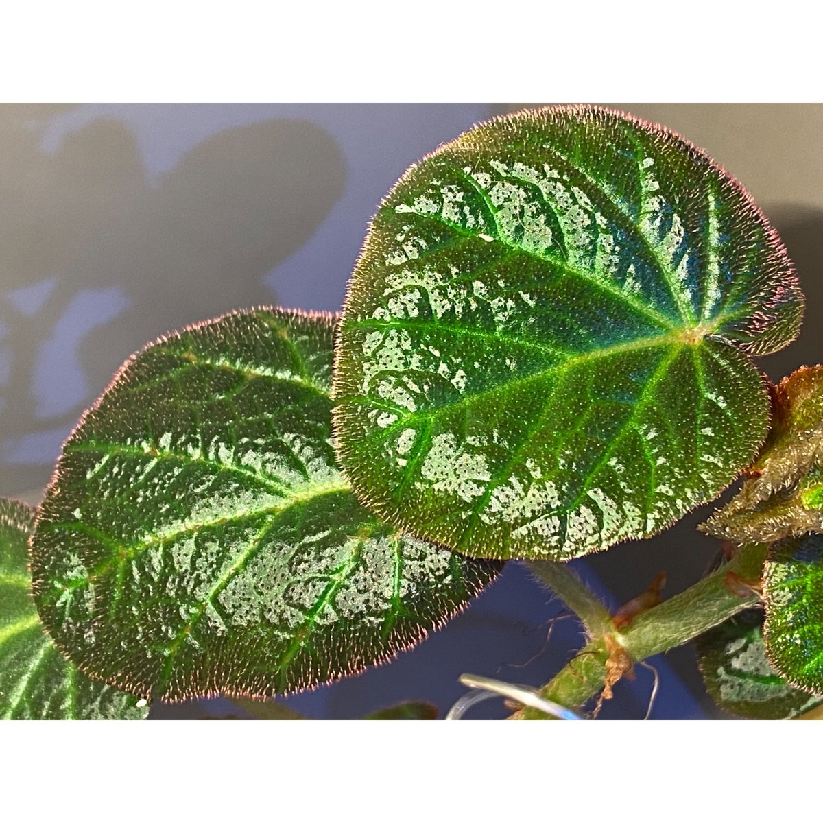 大株) Begonia sp. from Manaus | M・R・G・R