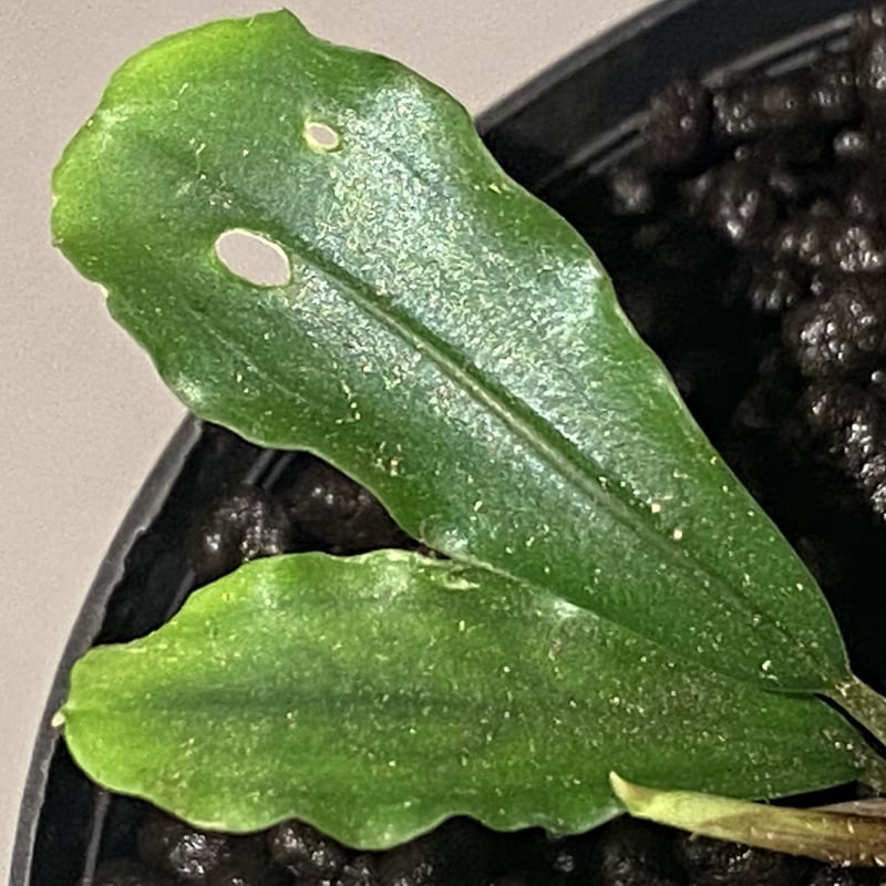 Bucephalandra sp. 黄緑 from Bukit Kelam Utara [AZ