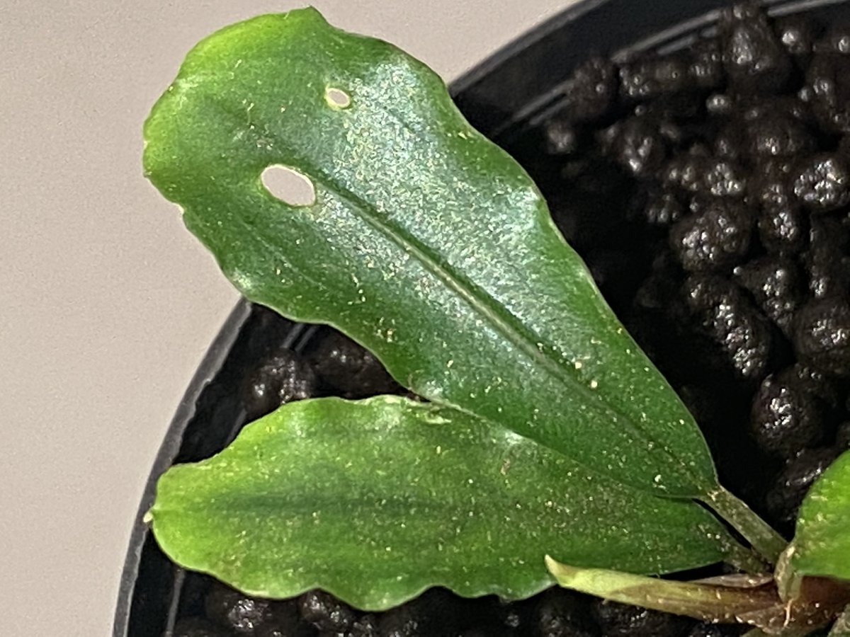 Bucephalandra sp.\