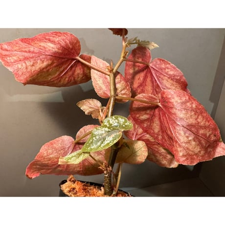 Begonia sp. 'u168'