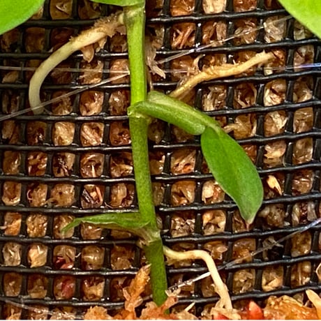 Epipremnum sp. from Khlong Yai Trat Thailand