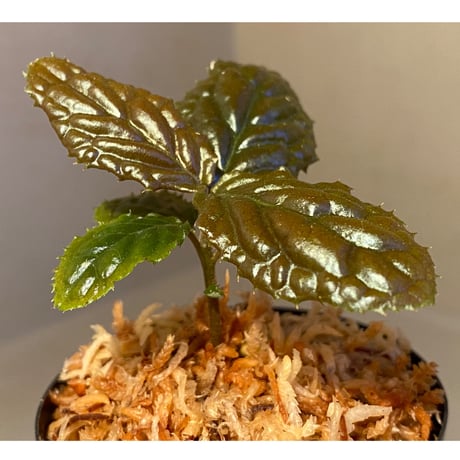 Ardisia sp. from Bengkulu [LA0315-1]