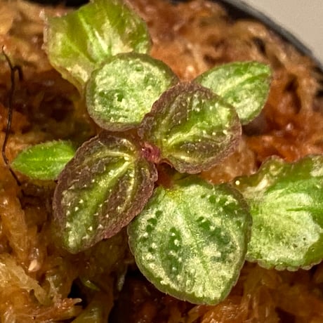 Sonerila pulchella from Payakumbuh [LA0616-01]