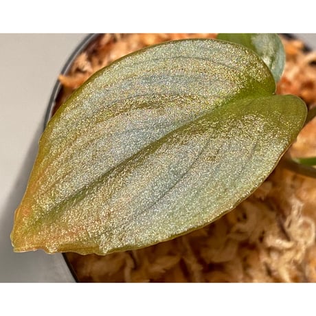Homalomena sp. "Black Velvet" from Kepulauan Riau [KN]