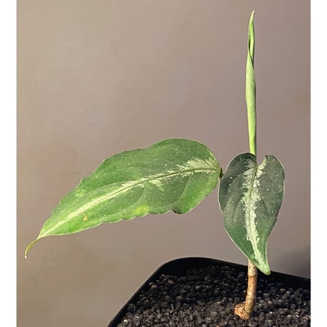 Aglaonema pictum GW1908-7 "Padang sidempuan" [TB]