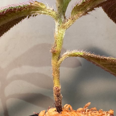 Cyrtandra sp. from Landak West Kalimantan