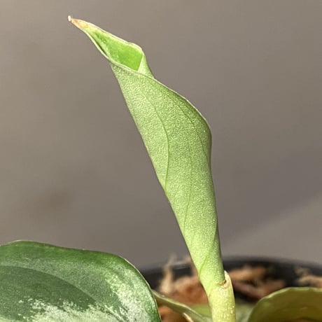 Aglaonema pictum "@ichinbo Special" from Sibolga timur [AZ0215-5] ver2 ①