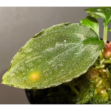 (タグ付き) Homalomena sp. Sabah-2 [R1217-01c]