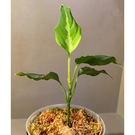Aglaonema pictum "BB4.5th" BNN from Sibolga timur [AZ0617-43] No4
