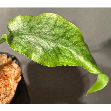 Cryptocoryne joshanii from Basilan island philippines [LA]