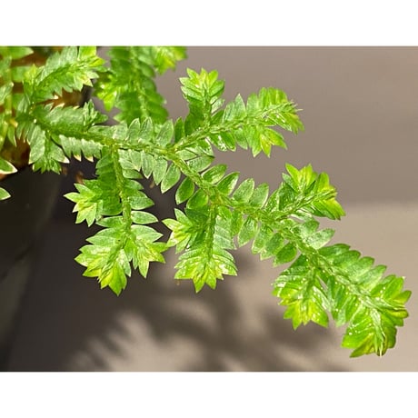 Selaginella sp. from Iquitos Peru [tanakay]
