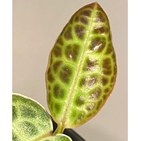 Ardisia sp. from Putussibau