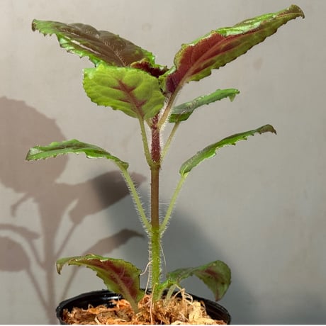 Nautilocalyx glandulifer