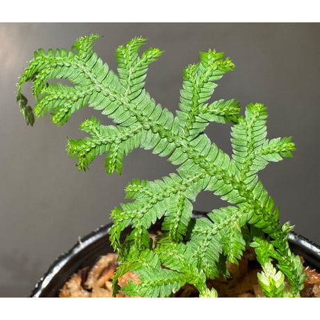 Selaginella biformis [STRINGE PLANTS]