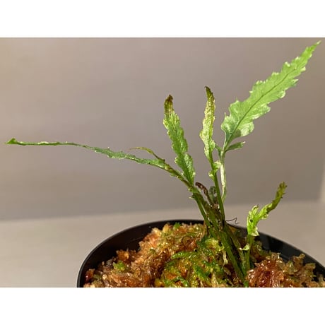 Microsorum sp. Short Dragon Tail