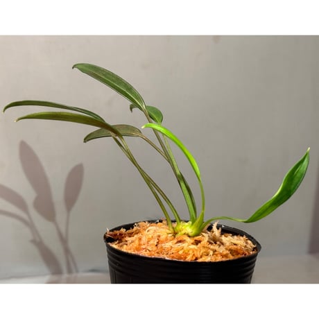 Pursegloveia cf. minima from Kapuas hulu West Kalimantan ②