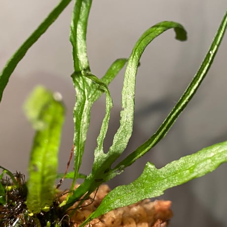 Microsorum pteropus "Serawai" Sintang Kalimantan barat [TB]