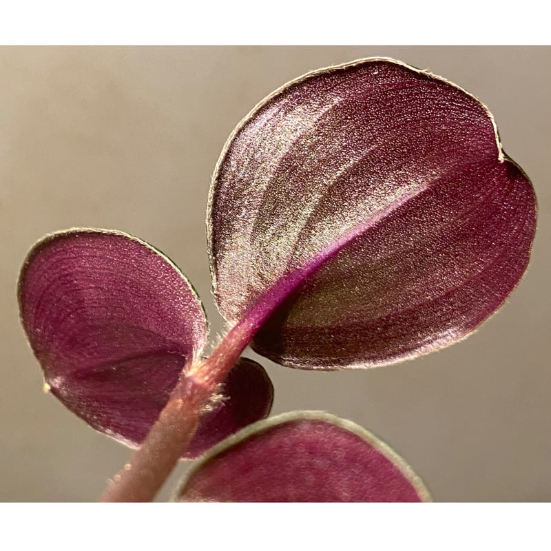 パパイヤ種子（タネ） 品種名 リオグランデ 10g（約650粒） 【公式通販】