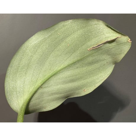 Scaphochlamys Multifolia Ooi