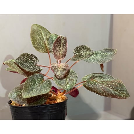 Sonerila sp. from Phitsanulok