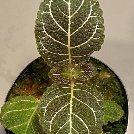 Pearcea hypocyrtiflora from South America