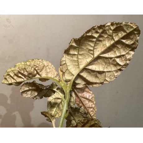 Ardisia sp. from Lao Cai-E [R0517-01]