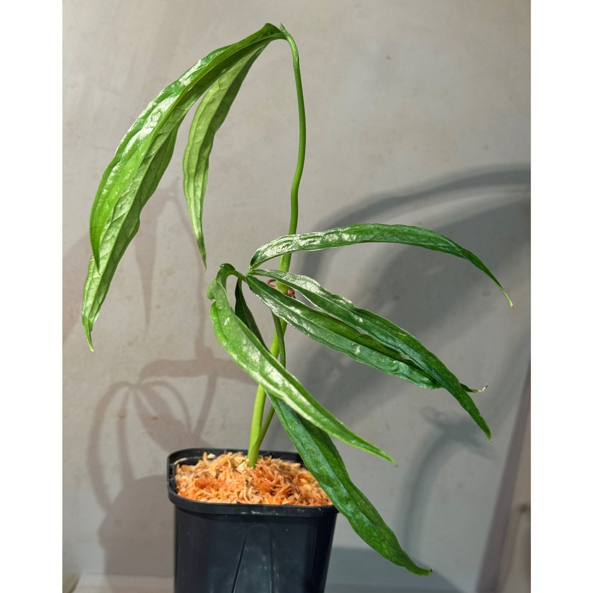 その他観葉植物 anthurium eminens Anthurium aff. eminens | M・R・G・R