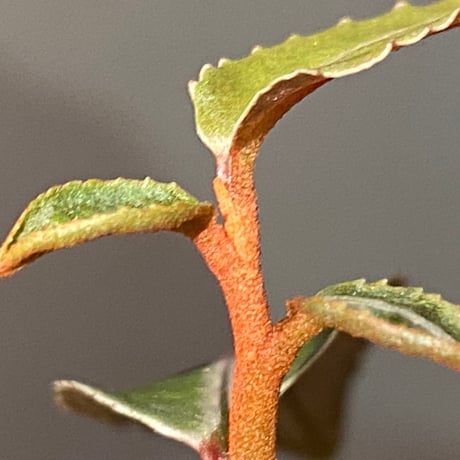 Labisia pumila from Solok sumatera [LA0117-01]