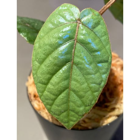 Pterisanthes sp. from Sabah-1 [R0515-01a]