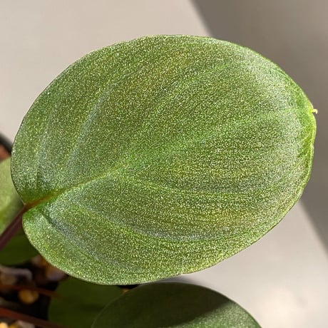 Homalomena sp. from Tambunan [TK200217]