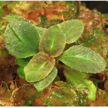 Sonerila pulchella